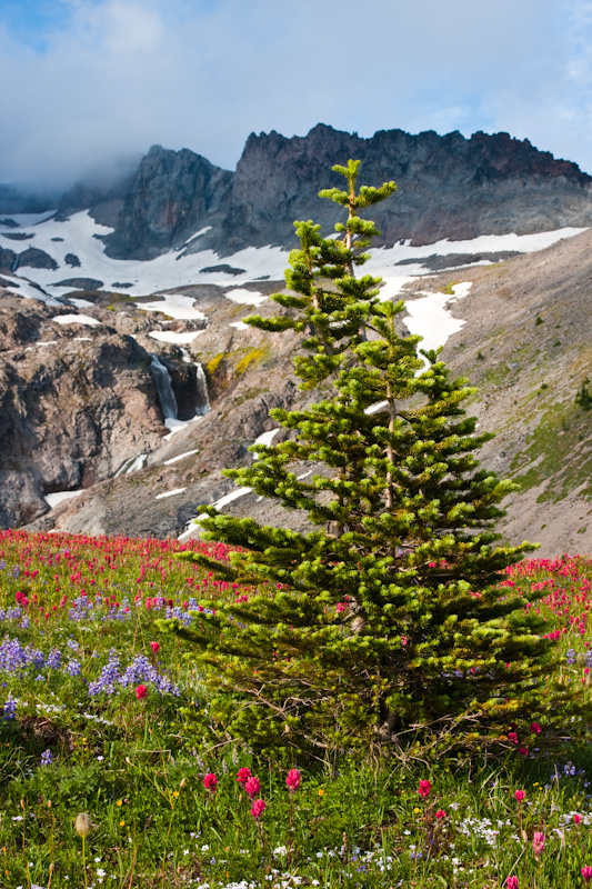 Wildflowers And Subalpine Fir